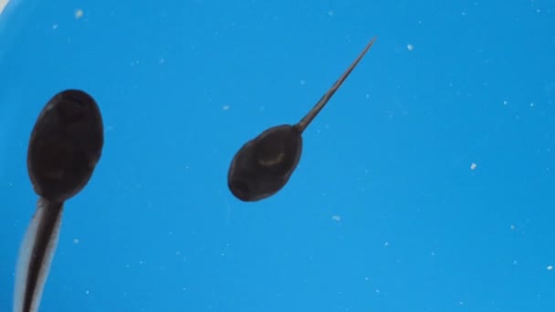 Tadpoles swim in the water against the blue sky. Macro view from below. — Stock Video