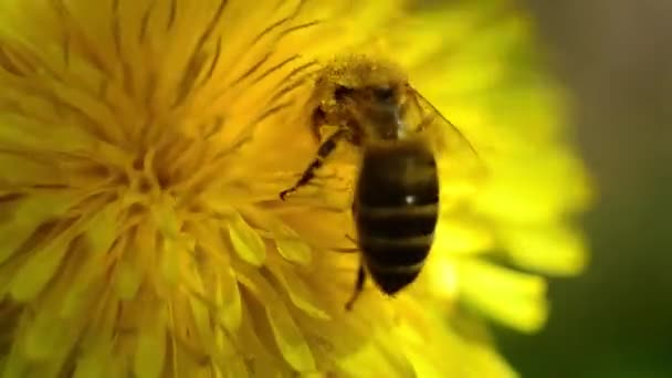 蜂は花から蜜を集める。ミツバチは飛び去った. — ストック動画