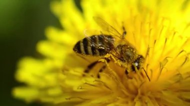 Rüzgarda uçuşan sarı karahindiba. İşçi arı nektar ve polen toplar..