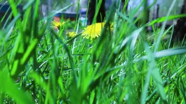Желтые одуванчики на ветру. Пейзаж сельской местности с первого уровня. — стоковое видео