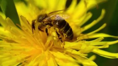 Bir işçi arı, sarı bir çiçeğin üzerindeki bir tarlada nektar toplamaya çalışır.