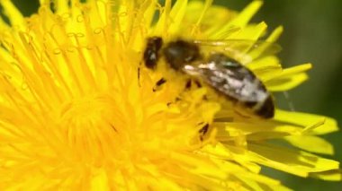 Bir arı bir çiçekten nektar toplar. Bir karahindibaya yakın çekim..