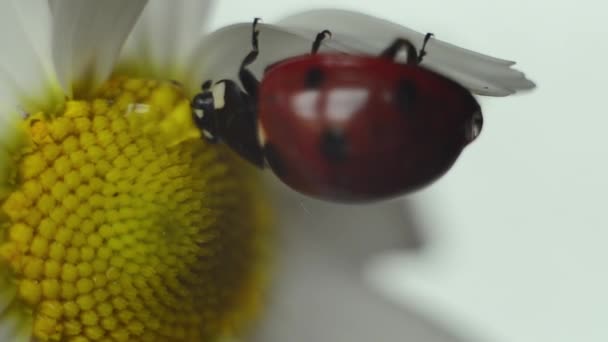 Uma joaninha bebe de uma gota numa camomila. Uma gota de orvalho matinal sobre uma flor. — Vídeo de Stock