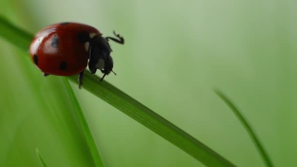 A ladybug sits on a blade of grass and washes itself. — Stock Video