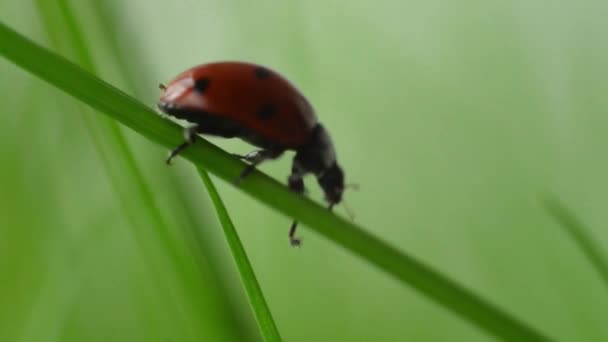 緑の芝生の上に黒い点を持つ赤いカブトムシ. — ストック動画