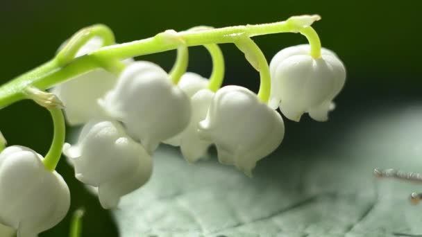 Caracol se arrastra bajo el lirio de la flor del valle y los toca con su concha — Vídeo de stock