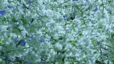 Rüzgarda kiraz çiçeği. İlkbaharda taze bir rüzgarda ağaçlar.