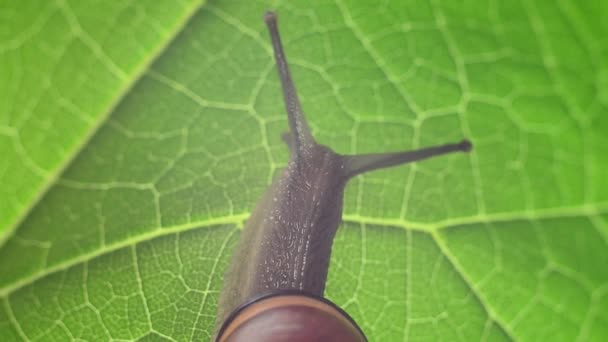 Eine Schnecke krabbelt ein Baumblatt hinauf. Langsam kriechende Schnecke aus nächster Nähe. — Stockvideo