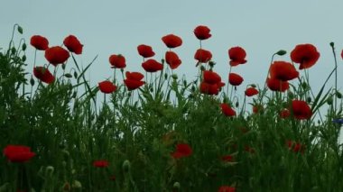 Tarla gelincikleri çiçek açıyor. Çayır çiçekleri çayırda yetişir.. 