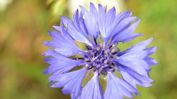 Eine blaue Kornblume auf dem Feld wiegt sich im Wind. Blume auf einer Wiese. — Stockvideo