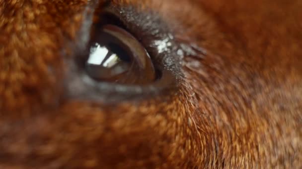 Olho de cão close-up. A aparência de um animal de estimação. Fotografia de vídeo macro. — Vídeo de Stock
