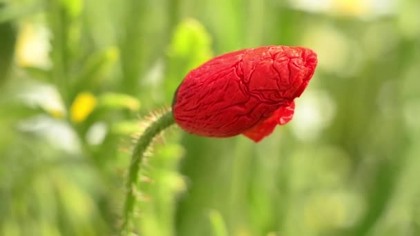 Le coquelicot commence à fleurir. Une fleur rouge gros plan se balançant dans le vent. — Video