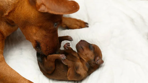 Anne köpek yavruyla ilgilenir. Annelik ve çocukluk kavramı. Annenin sevgisi..