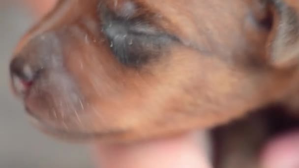 En nyfödd valp i händerna på ägaren letar efter en mamma hund. — Stockvideo
