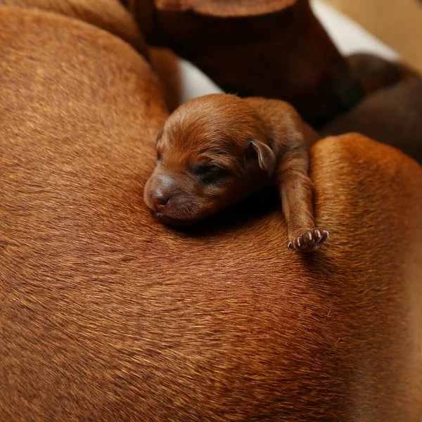 Küçük bir köpek yavrusu annesinin üzerine yatar. Annelik ve çocukluk kavramı. Annenin sevgisi..