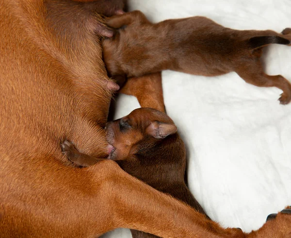 Yeni doğan yavrular ilk kez anne sütüyle beslenirler. Erken emzirme ve emzirme kavramı. Yeni doğmuş bir köpek ilk kez yavrularını besler..
