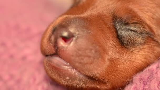 Um filhote de cachorro recém-nascido dorme envolto em um cobertor de malha quente. — Vídeo de Stock
