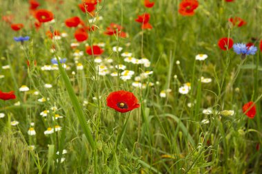 Tarlada, çeşitli, kır çiçekleri. Papatyalar, çiçek, gelincikler, çim yaprakları. Çiçek, gelincik çok güzel, çok renkli bir görüntü. Yaz manzarası.