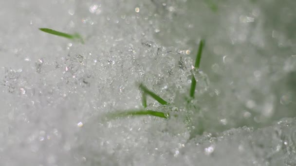 La neve sul prato si sta sciogliendo. Sotto la neve è erba verde. — Video Stock