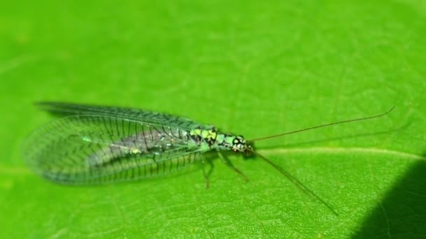 Chrysopidae sedí na zeleném listu za slunečného dne. — Stock video