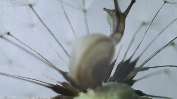 Sneglen kravler op i mælkebøtten. Sneglen kravler langsomt op i planten. – Stock-video