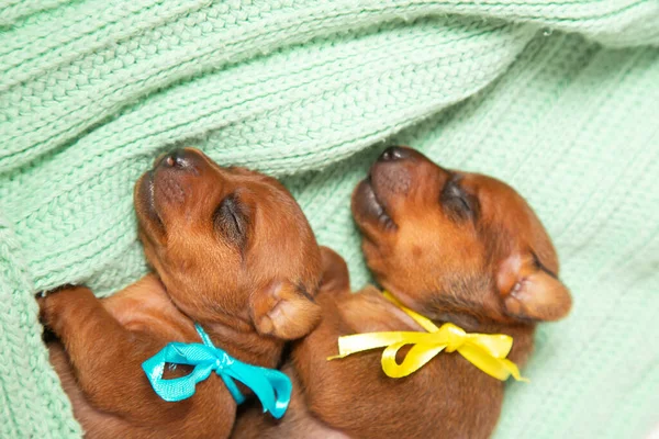 Two Puppies One Brood Odon Blue One Other Yellow Ribbon — Stock Photo, Image