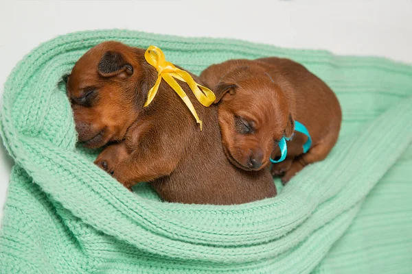 Zwei Kleine Neugeborene Welpen Liegen Auf Einer Warmen Strickdecke Zwergpinscher — Stockfoto