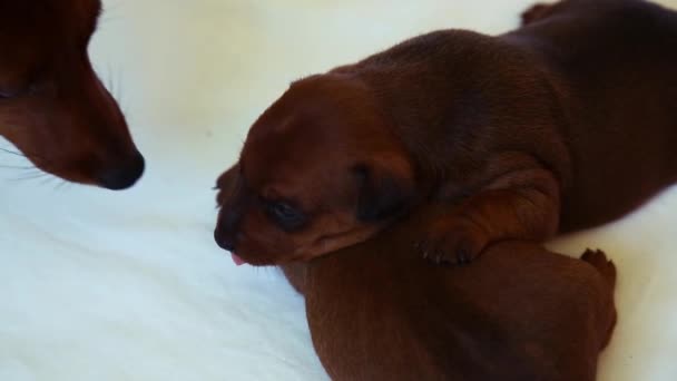 O cão lambe o cachorro. Um cachorrinho recém-nascido. Maternidade, amor e cuidado com o filhote. — Vídeo de Stock