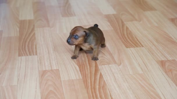 En charmig miniatyr pinscher valp går på golvet. — Stockvideo