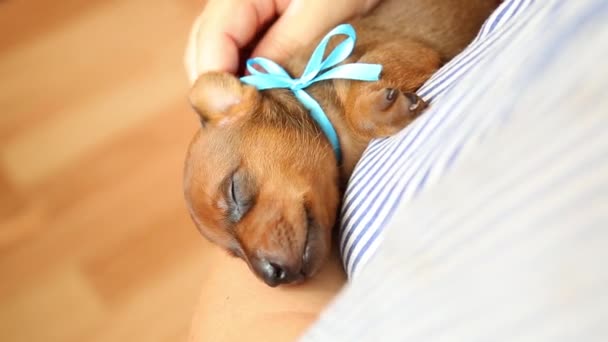 小狗在温暖中睡觉，在呵护的手中舒服地睡觉. — 图库视频影像