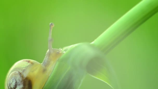 En liten snegl kravler sakte opp i en tynn, grønn stilk. – stockvideo