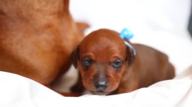 Annesinin yanında sevimli bir köpek yavrusu ilginç bir şekilde görünüyor. Bir köpek yavrusunun yakın çekimi.