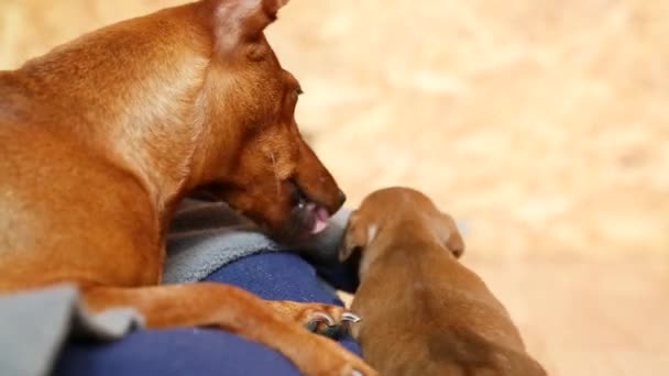 A caring mother bitch with her puppy. A mother dog licks her cub. — Video