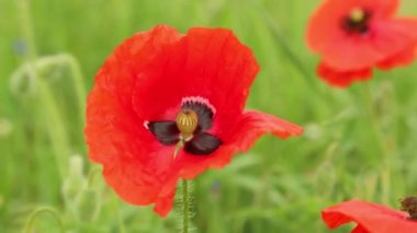 Haşhaş tarlası. Rüzgarda sallanan kırmızı bir çiçek.