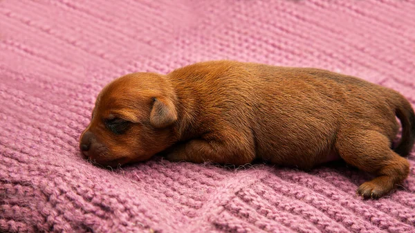 一只新生的小狗睡在温暖的针织毛毯上 照顾宠物 这只小狗既温暖又舒适 — 图库照片
