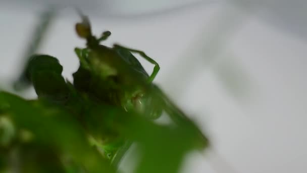 Natuurlijke sprinkhaan macro close-up reinigt pootjes. De groene sprinkhaan is natuurlijk. — Stockvideo