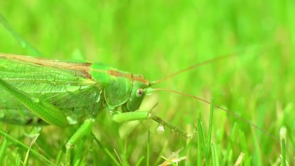 Natuurlijke sprinkhanen kruipen op het gazon close-up. Groene sprinkhanen. — Stockvideo