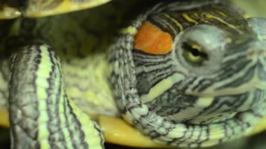 Kırmızı kulaklı bir sürgücü başka bir kırmızı kulaklı sürgüye oturur..