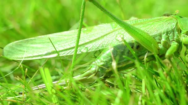 Groene sprinkhanen zitten op het groene gras van het gazon. Sanachis adem. — Stockvideo