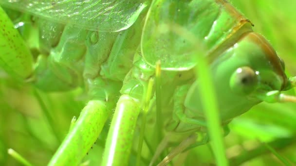 Groene sprinkhanen zitten op het groene gras van het gazon. Sanachis adem. — Stockvideo