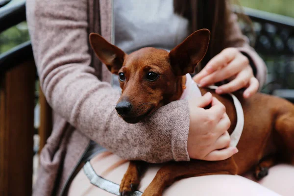 Küçük bir köpek bir kızın kollarında yatıyor. Parkta yürüyüş yapan bir evcil hayvan. Safkan köpek. Minyatür Pinscher. İnsan ve hayvan arasındaki dostluk.