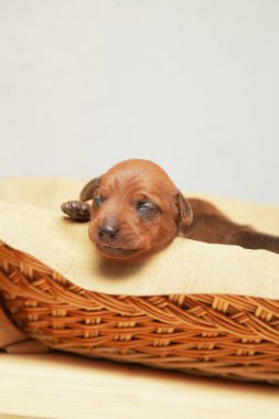 Yeni doğmuş bir köpek yavrusu sepette uyur.. 
