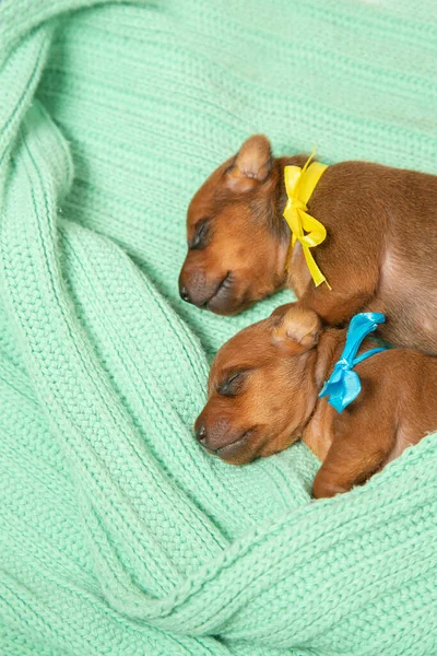 Pygmy pinscher puppies are sleeping. The concept of love and care, warmth. — Stock Photo, Image