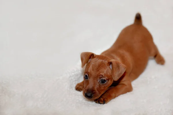 Mały Szczeniaczek Pinscher Jasnym Tle Mały Słodki Piesek Zabawny Dzieciak — Zdjęcie stockowe