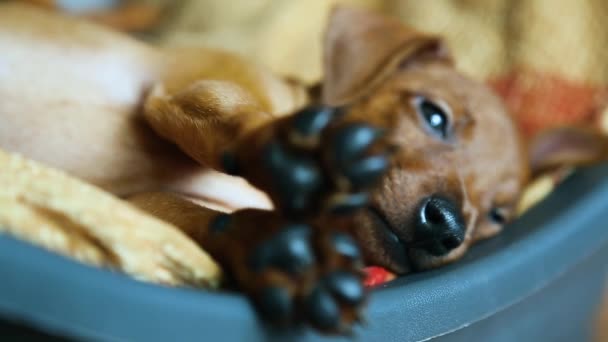 El cachorro se despertó. — Vídeos de Stock