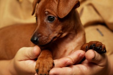 Ev sahibesinin kollarında sevimli bir köpek yavrusu. Evcil hayvanlara ilgi ve ilgi konsepti.