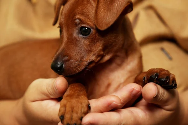 Charming Puppy Arms Hostess Concept Caring Attention Pets — ストック写真