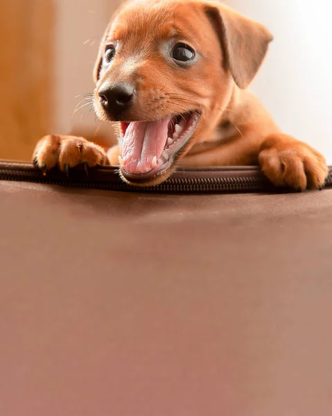 Portrait Funny Puppy Charming Little Dog Baby Mini Pinscher Cute — 图库照片