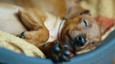 Yavru köpek uykuya dalar.. 