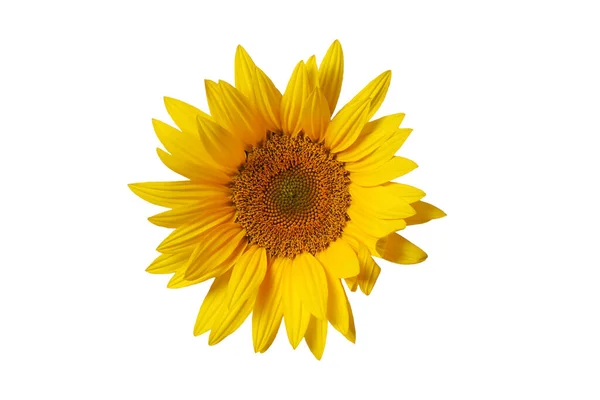 Natural Fresh Natural Flower Yellow Color Isolated White Background Sunflower Stock Image